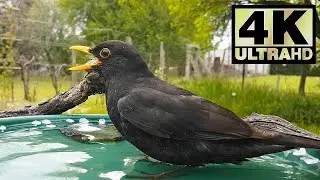 How do Blackbirds sing and bathe? | Turdus merula | Birdsong | Birdcare | Birdbath