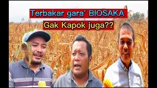 Terbakar gara gara BIOSAKA.Kenapa gak kapok juga??#hanikchannel#biosaka