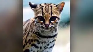 Margay cat/wild cat/beautiful cats/cat