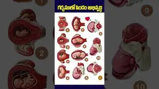 Foetal Development Stages Month By Month | Pregnancy Tips #fetaldevelopment #ytshorts #healthtips