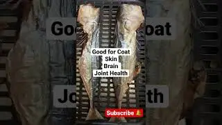Can Dog Eat Fish | which Fish is Good For Dogs | Fish safe for Dogs | Best fish for Dogs | Labrador