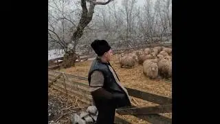 Oile Băle A DL Dan Din Berghia -Mureș