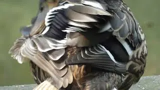 Careful grooming
