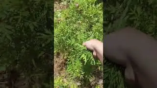 Daun beraroma khas,ada yang suka? ini yang namanya daun kenikir #panen #panensayuran #sawah #kenikir