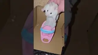 Teach Your Hamster to Sit on a Chair &ndash; Fun & Simple Guide!  #cutepets #hamster #shorts #trending