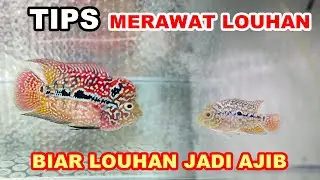 Tips Merawat Ikan Louhan Dari Kecil Sampai Besar