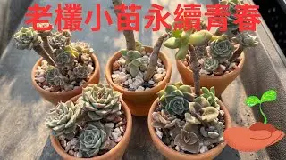 拯救老欉下集!【配土入盆攻略】,分株小苗永續青春~
