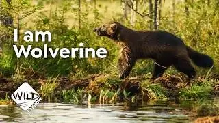 Wolverine Untamed - The Arctic's Ultimate Animal Survivor