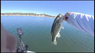 Don Pedro Lake Spotted Bass Fishing Top Water Bite!!! Shimano Expride B 6' 10'' Med Bait Casting Rod