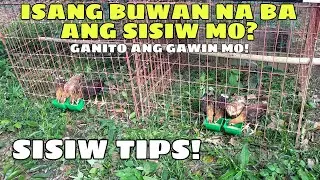 SISIW TIPS! SIGURADONG MALUSOG AT MASIGLA ANG SISIW MO || BALERIANS GAMEYARD