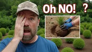 Are You Making These Common Shrub Planting MISTAKES?