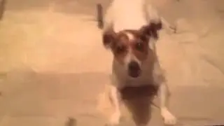 staggo AMOK