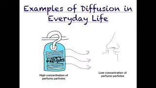 Biosensei 101: Lesson 02 Examples Of Diffusion In Everyday Life