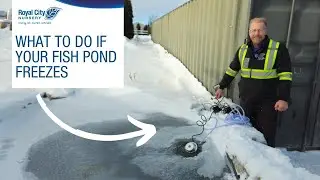 What To Do if Your Fish Pond Freezes Over: How to Fix Without Hurting Your Fish