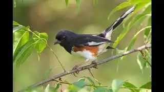Eastern Towhee call