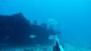 PESCA ESPORTIVA EM APNEIA XVI - NOVOS RUMOS