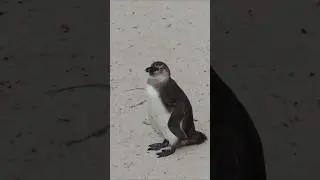 That one PENGUIN❓❗#shorts #facts #penguin
