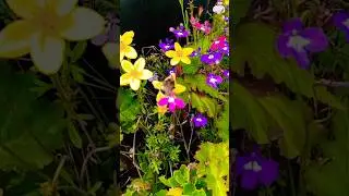✨️The World is Beautiful!🍀Relax and Recharge with Nature's Best Short #nature #viralshort #music