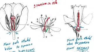 28.2 Angiosperms PART 2