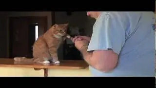 Grover The Cat Does Tricks For Treats