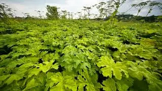 Field of invasive giant hogweed plants spreading, showing green leaves and flowers