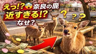 えっ!？😳朝の奈良で起きたこと #鹿#奈良の鹿 #japan