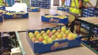 J-Tech Systems - Sinclair - Harvest Fresh Fruits
