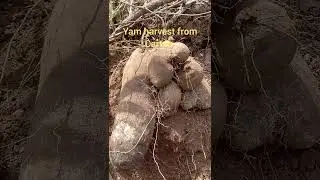 Water yam harvest from Carton @9 months #shorts #organicbox #gardening