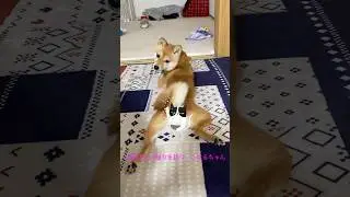 帰りを待つ　こはる　#豆柴#柴犬#日本犬#可愛い#Shiba#こはる
