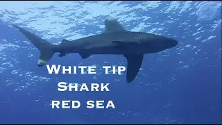 Scuba Diving Red Sea - Big Brother Island Egypt 2021 #WhiteTipShark #RedSeaDiving