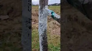 painting fruit trees with lime #painting #fruittrees #limepainting #lime #tree