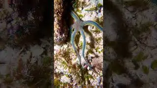 More Stout Green Brittle Star (Ophiarachna incrassata)