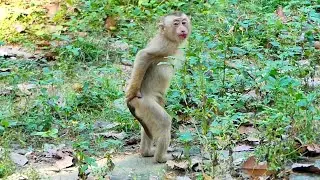 Tinky want, Tinky do and finallly Feeding our abandoned monkey in wild !