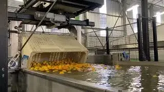 Citrus bin handling