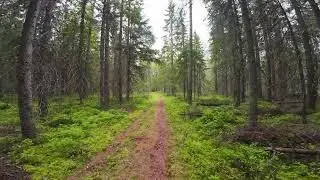 Walking Through a Green Forest | Relaxing Nature with Ambient Music