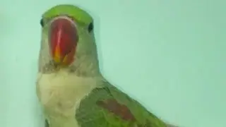 quti parrot family  is live🦜 welcome friends to my live stream