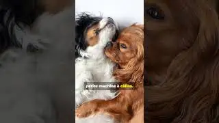 Top 10 Chiens de Compagnie a la maison le N&deg;3 va te surprendre !🐶