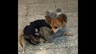 Cejitas D Miel tenemos fr&iacute;o