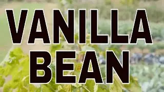 VANILLA BEAN