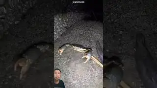 Di gorong-gorong ini ada kepiting besar 😲‼️ fishfordish
