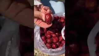 So Satisfying! 📦 Fresh Jujube (Ber) Packing from the Farm 🍒❤️ #satisfying #harvesting  #shortsindia