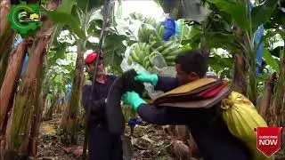 || Banana Harvesting and Packing Process Process ||