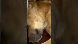Puppy Sleeping #puppy #dog #puppies #dogs #dogshorts #viral #animals #trending #shorts