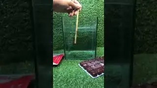 frozen bloodworms alphafish bandung