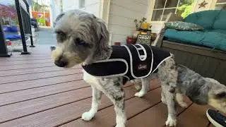 Transform Your Dog's Life with IVDD Back Support