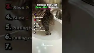 Рейтинг лучших моментов с умными котами