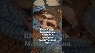 Милые маленькие крыски растут. Жизнь крысят #крыса #крыски #rat #дружба #дети #крысята