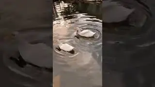Bird Video|Geese|Beautiful Geese Swiming And Enjoying The Beauty Of Nature|#shorts #goose #savebirds