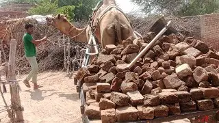 full loading camel cart with brick 🐫🐪