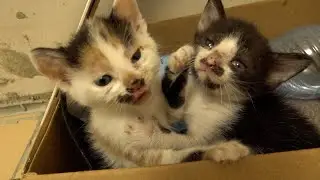 Kittens were born one month ago from bagira cat